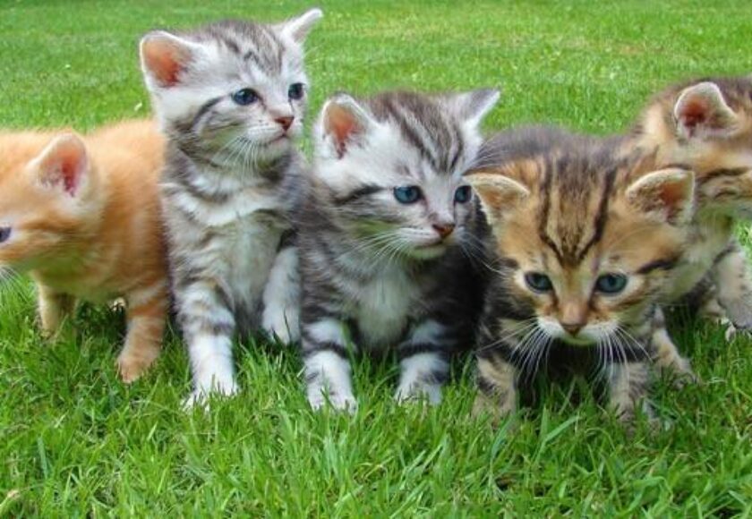 kittens-cat-cat-puppy-rush-45170_1024x1024