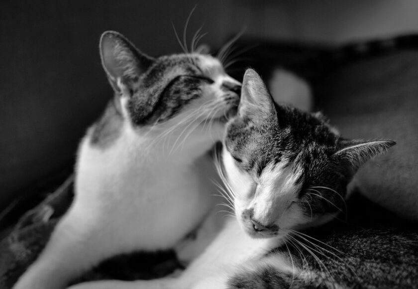 pexels-photo-193255_1024x1024