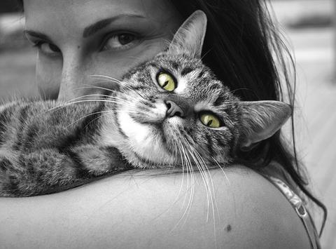 cat-img