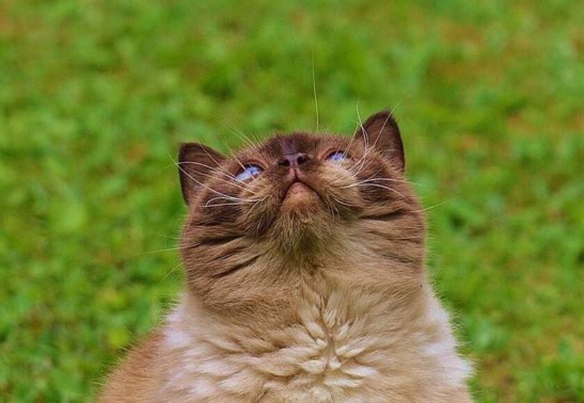 cat-783882_640_1024x1024
