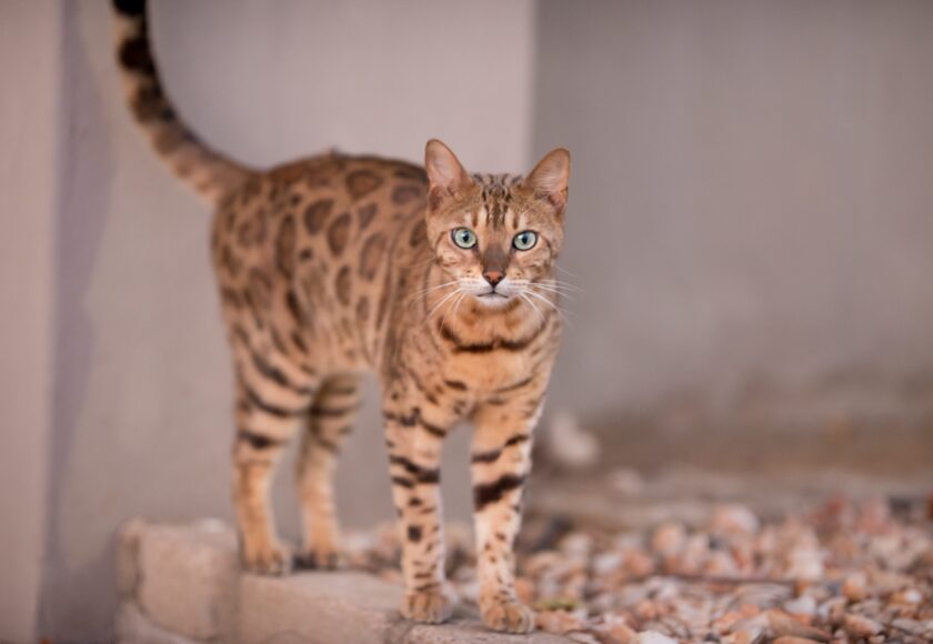 Beautiful shot of an Ocicat cat curiously staring at the camera with a blurred background