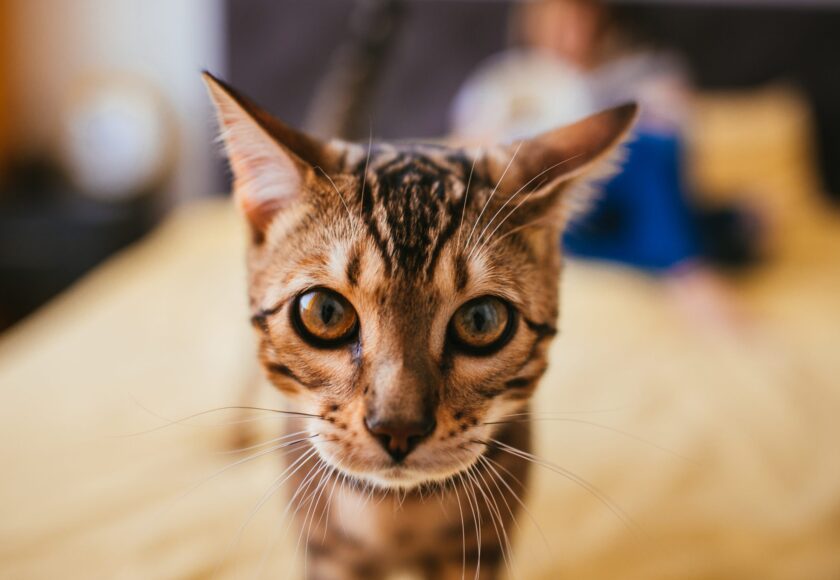 Egyptian Mau cat comes to a woman while she reads on the bed