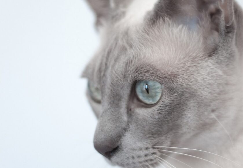 A Close Up Shot of a Grey Tonkinese Cat’s Side Profile