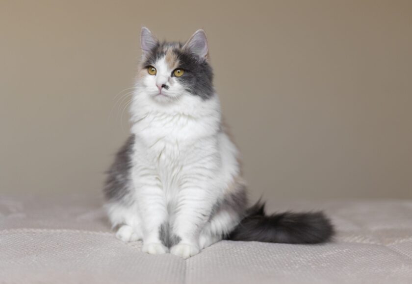Close up portrait on beautiful Cymric cat.