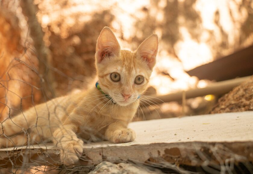 A closeup shot of an adorable Singapura cat