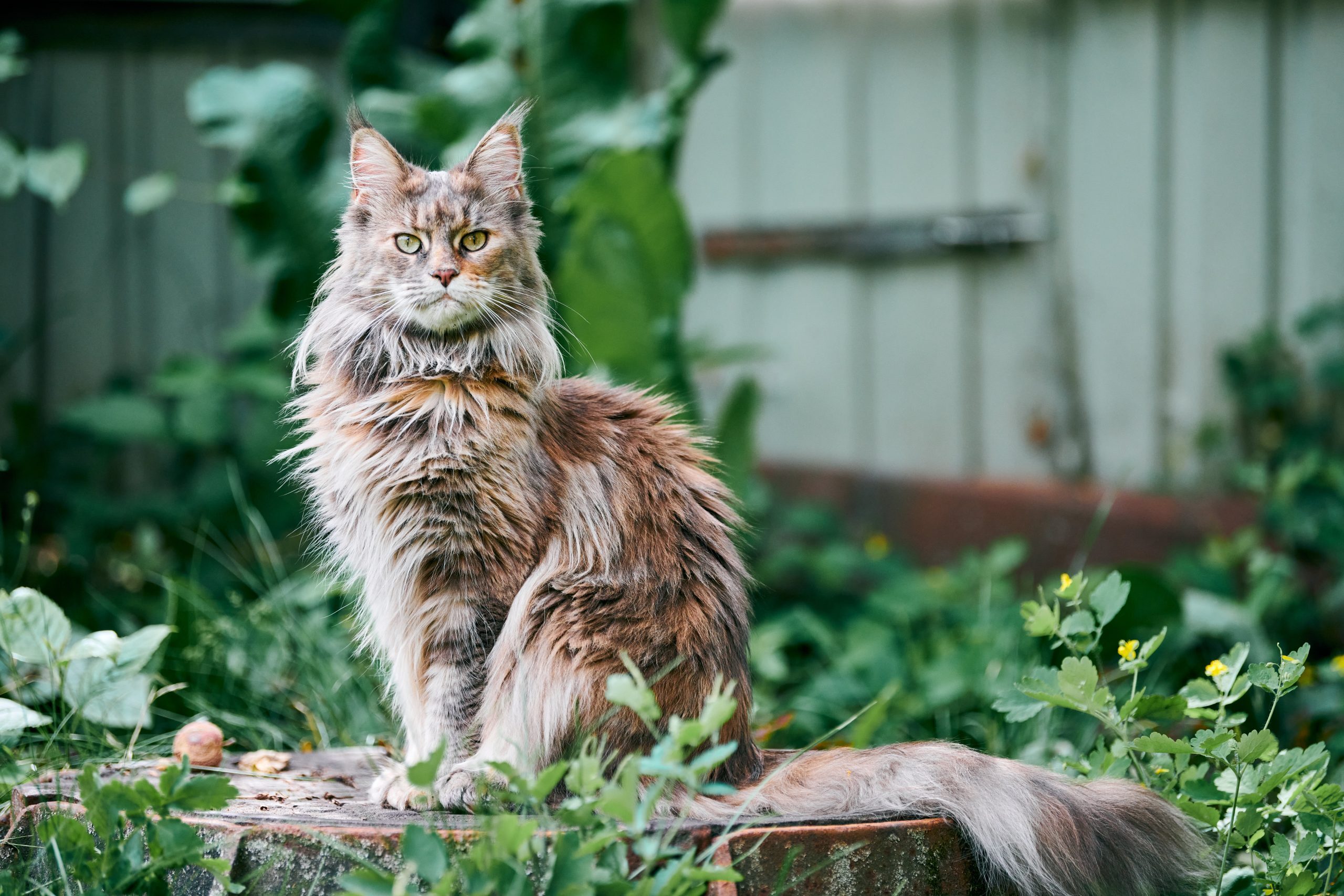 Maine coon cat in garden plot