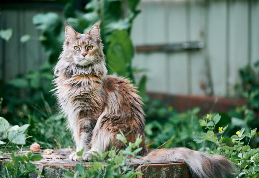 Maine coon cat in garden plot