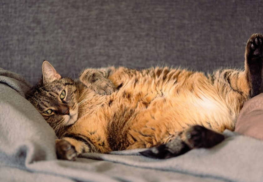 Cat Lying Down