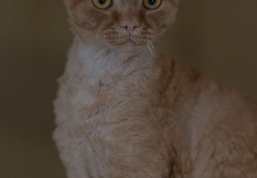 Close Up Photo of a Cornish Rex Cat