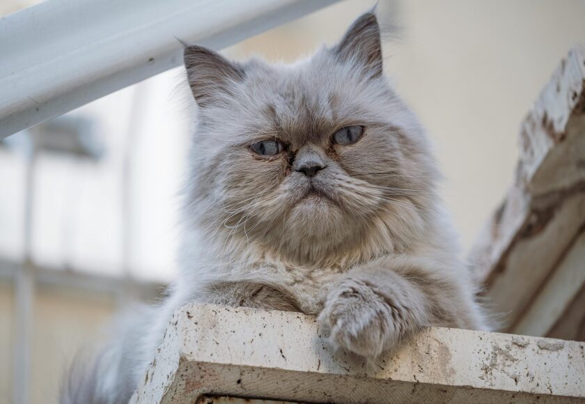 White Persian Cat on Concrete Stairs