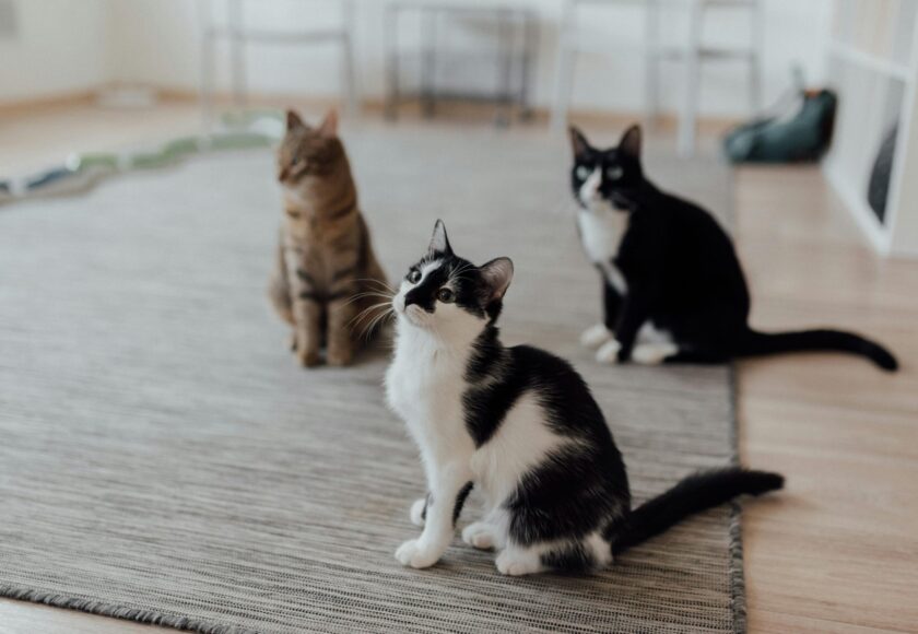 Cats Sitting on the Floor