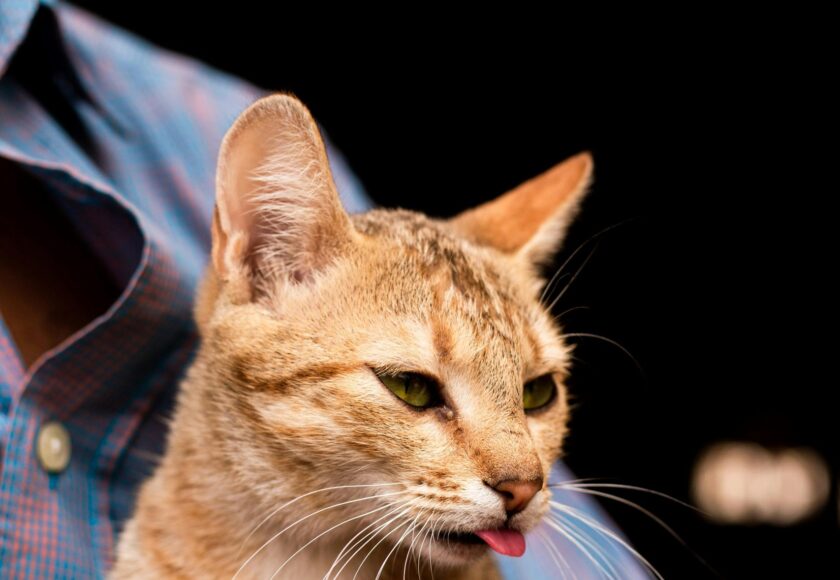 Photo of a Ginger Cat