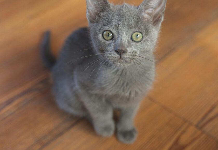 A Gray European Burmese Kitten Sitting on Brown Wooden Floor