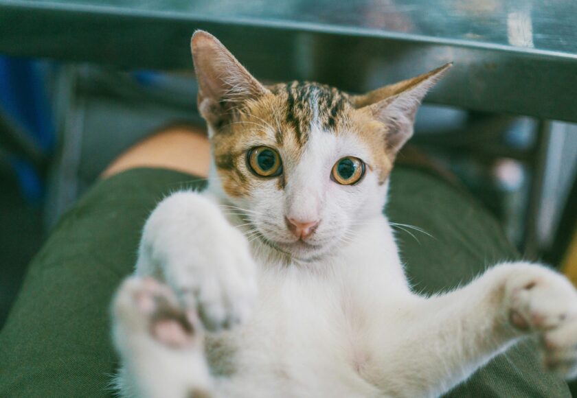 White Cat on Person's Lap
