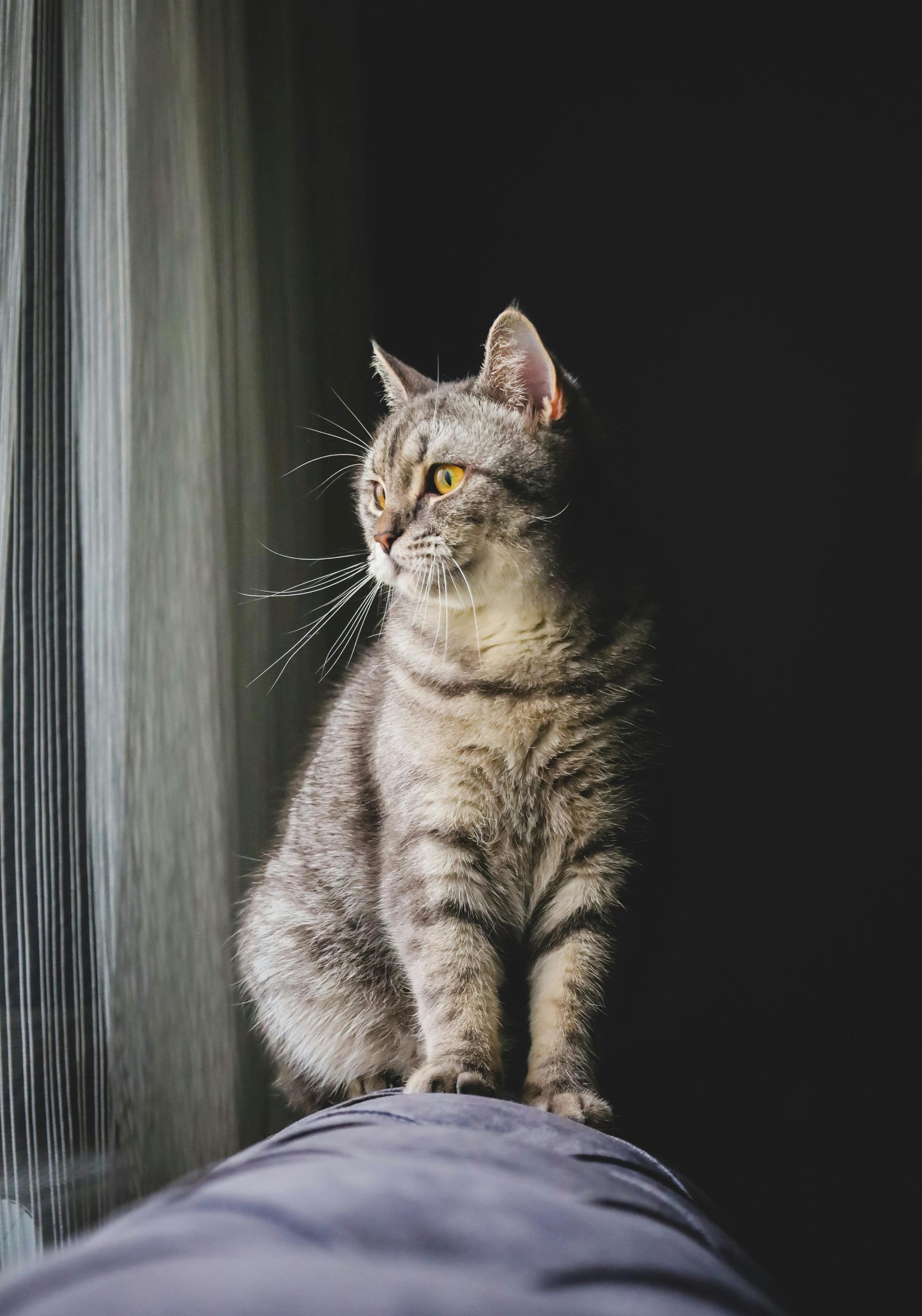 Pixie Bob Cat Looking Through a Window