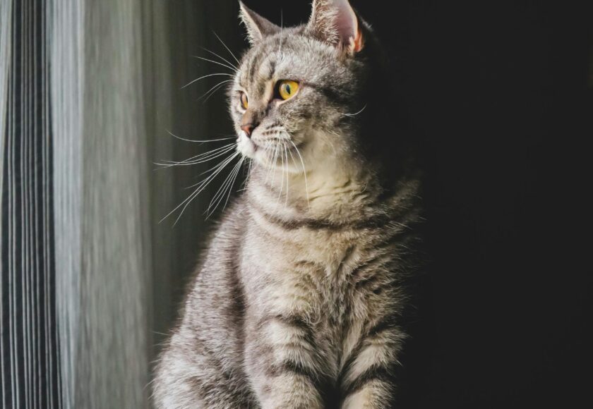 Pixie Bob Cat Looking Through a Window