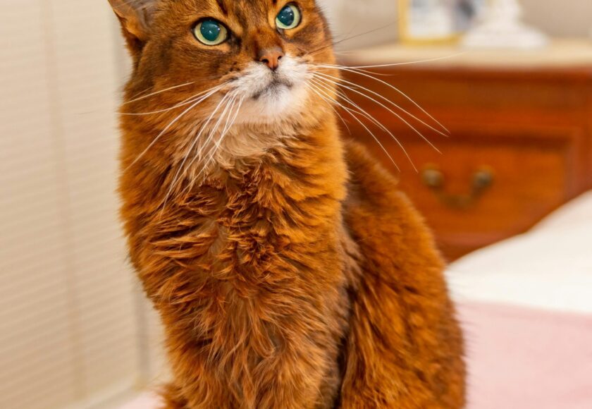 Brown Somali Cat Sitting on a Bed