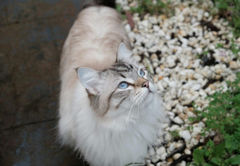 Siberian Cat with Blue Eyes