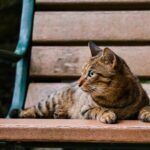 How to Train Your Cat to Behave in Public Places