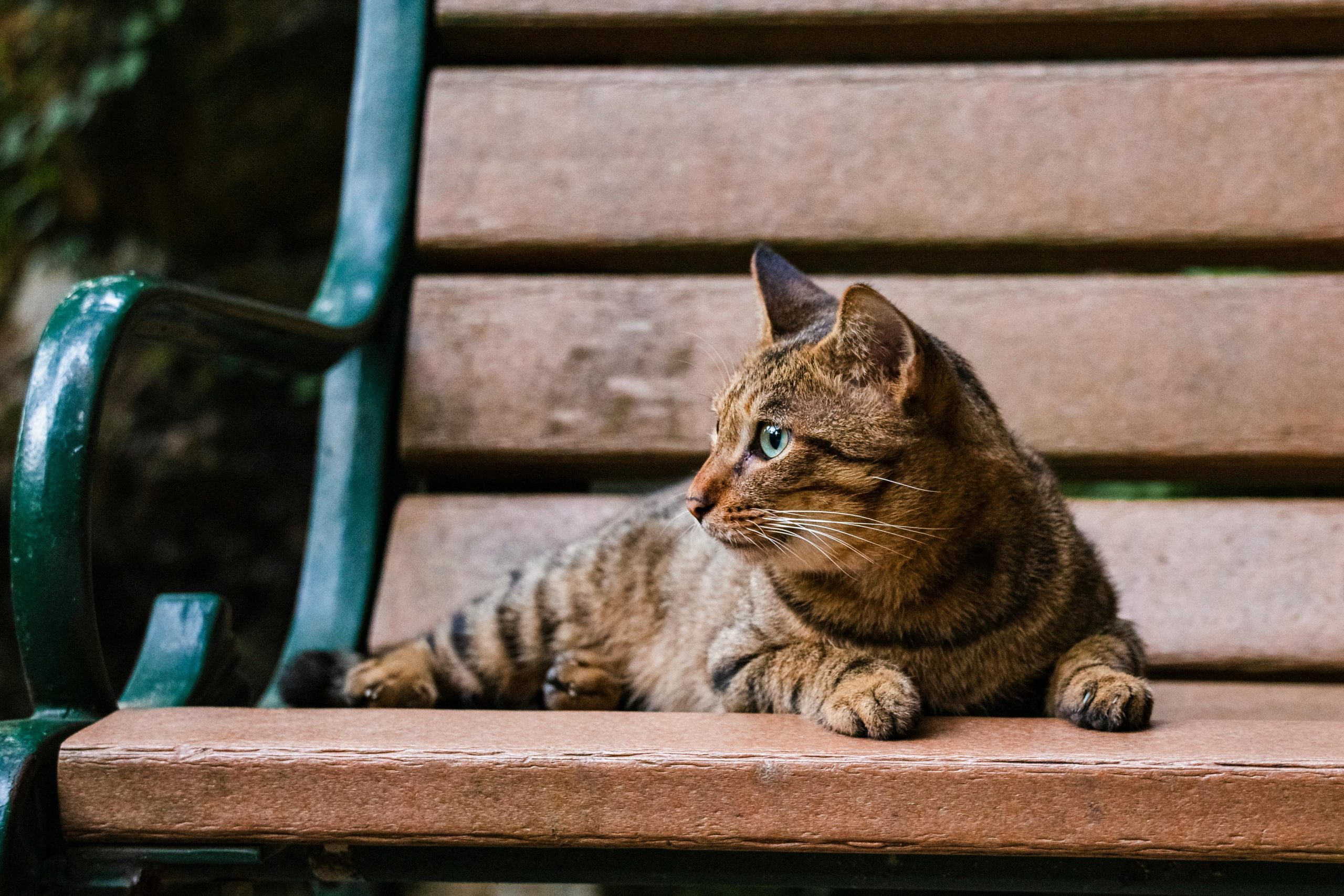 How to Train Your Cat to Behave in Public Places