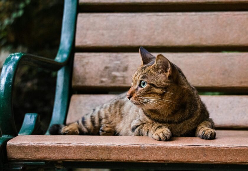 How to Train Your Cat to Behave in Public Places