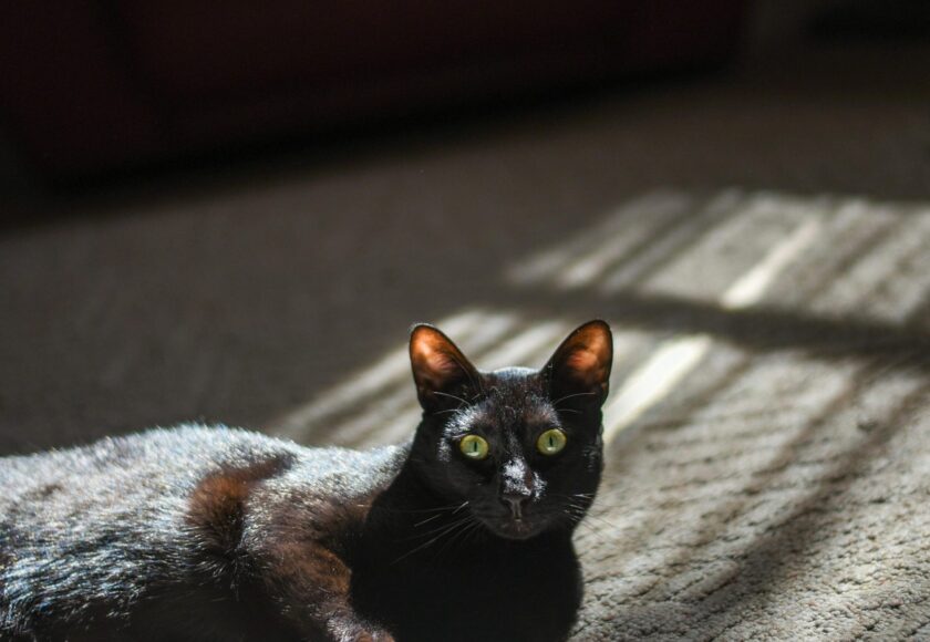 Cute black Bombay cat relaxing on carpet