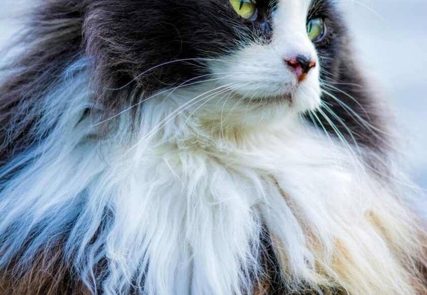 Close-up of a Norwegian Forest Cat