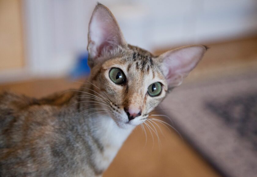 Close-Up Shot of an Oriental Cat