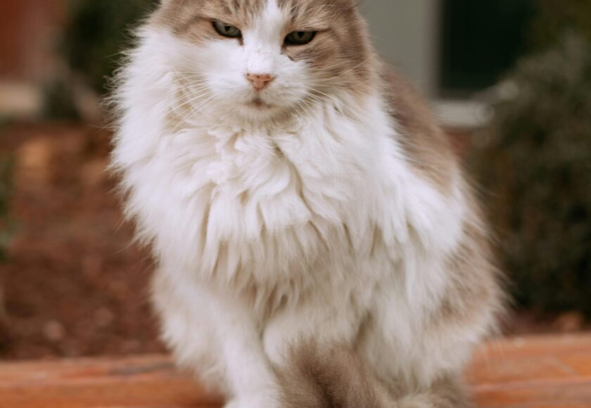 A Ragamuffin Cat on the Table
