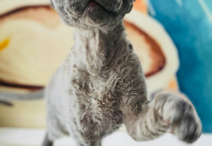 Close-Up Photograph of a Devon Rex Cat