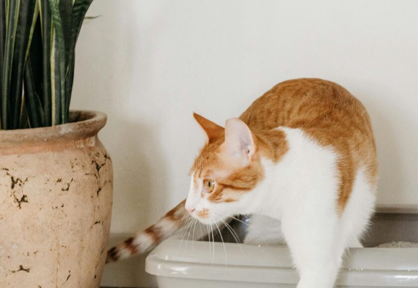 White and Orange Cat Walking Out of a Litter Box