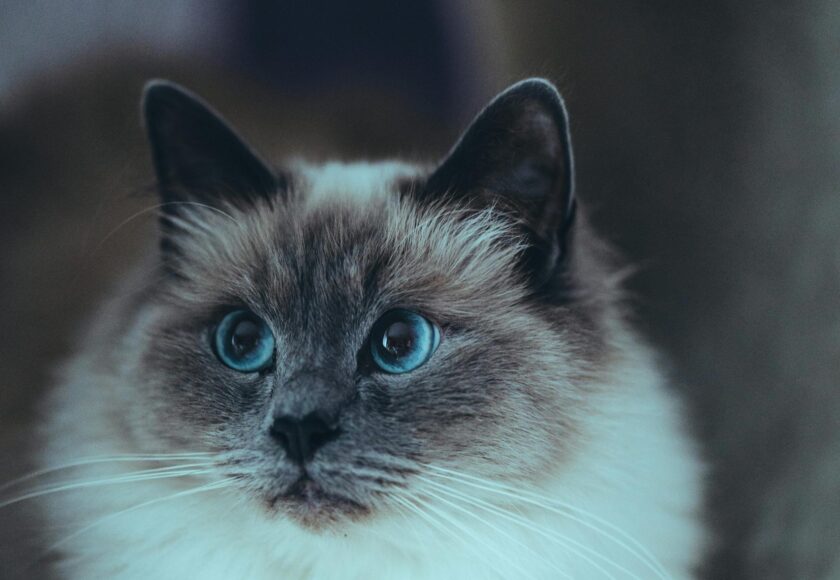 Curious purebred Burmese cat with gray muzzle