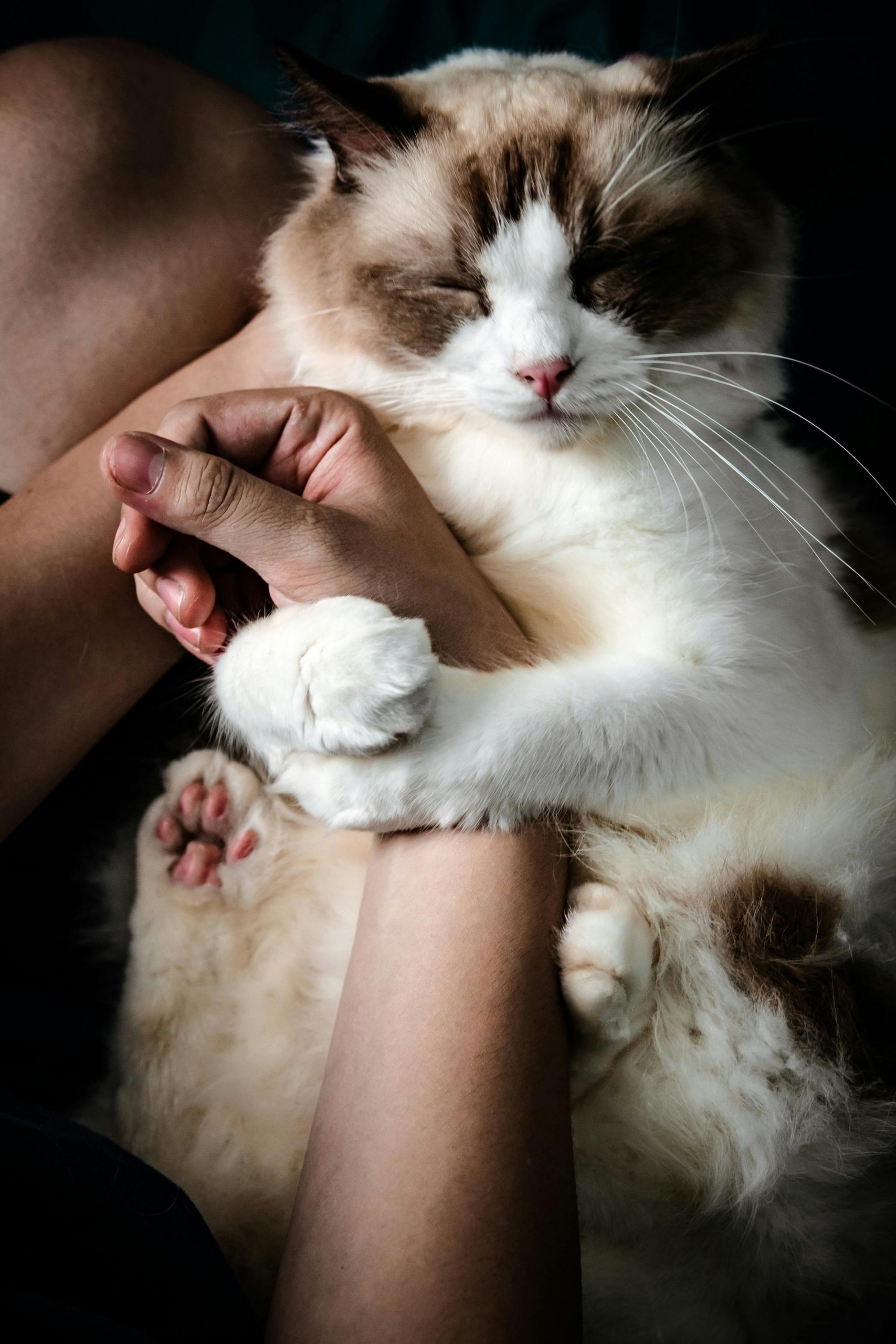 Cat Holds Hand of Woman