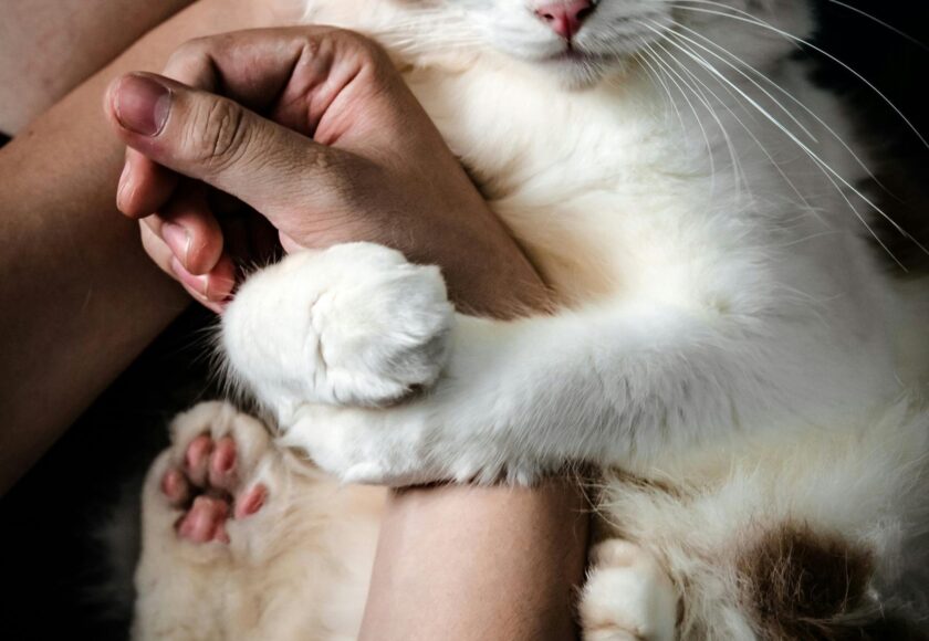 Cat Holds Hand of Woman