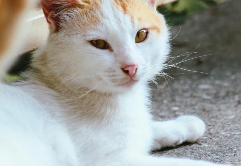 Portrait of a Turkish Van Cat Lying on the Ground