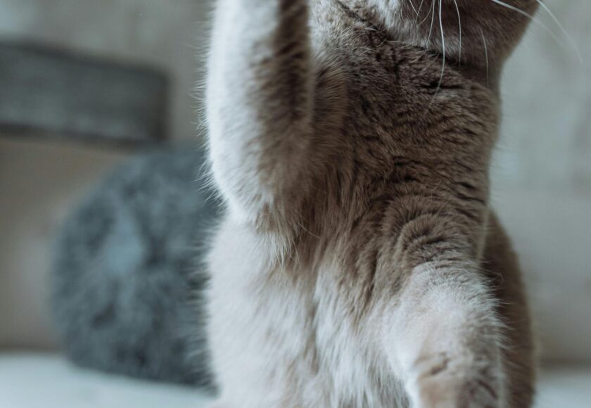 A Scottish Fold with a Raised Paw
