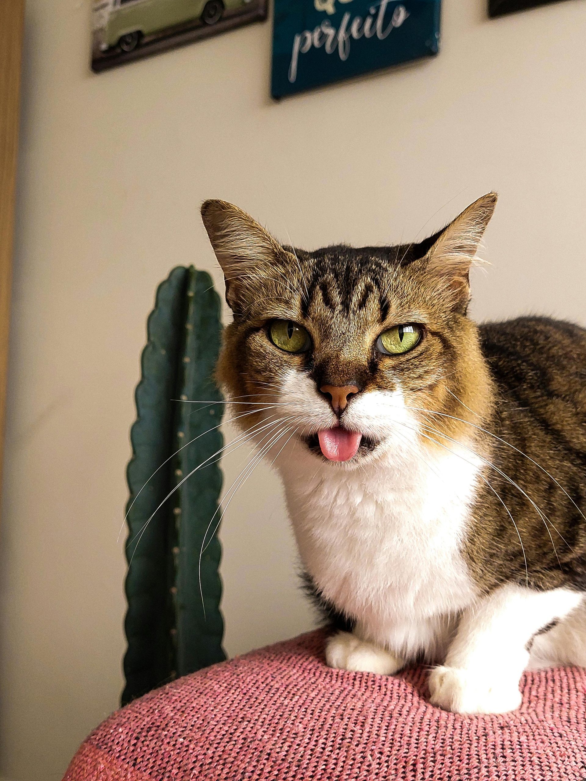 Tabby Cat Portrait