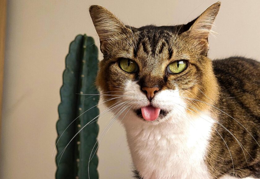 Tabby Cat Portrait