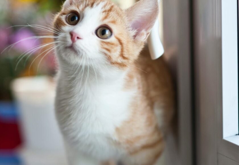 Orange Tabby Cat Near Window