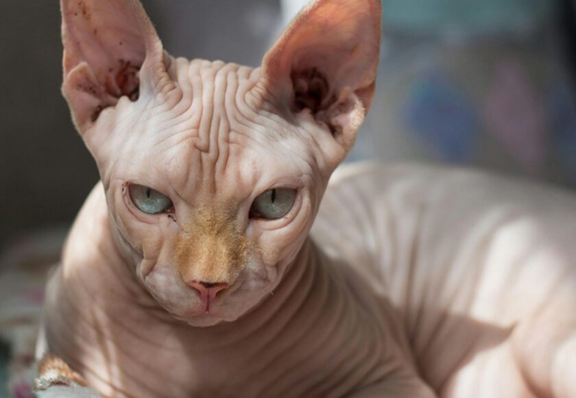 Selective Focus Photography of Sphinx Cat Lying on Bedspread