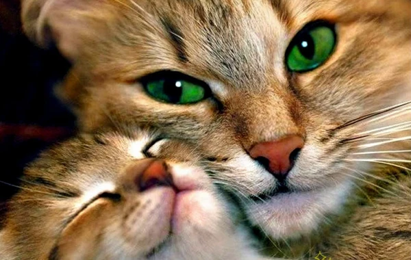 cats_love_grande